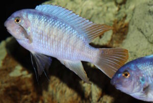 Labeotropheus fuelleborni 'Chimwalani Reef'